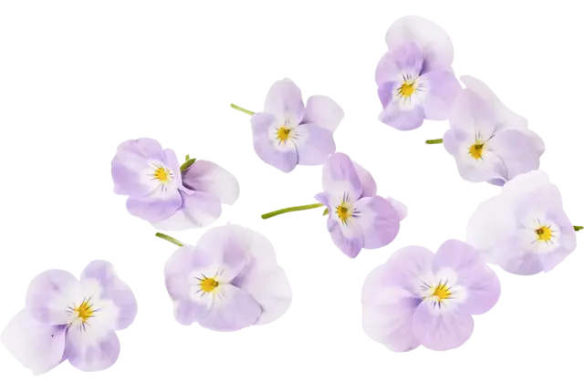 Eetbare bloem Viooltjes lila 22st. stuk